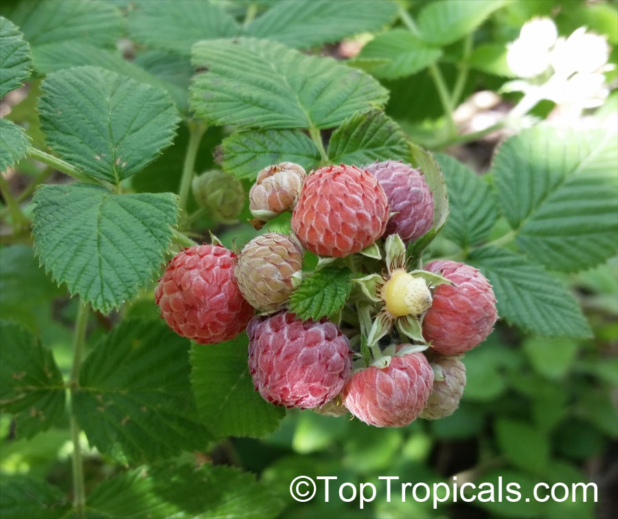 Rubus niveus, Rubus albescens, Mysore Raspberry, Ceylon Raspberry,Hill Raspberry