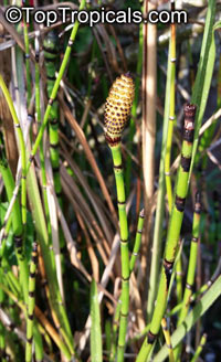 Equisetum hyemale, Horsetail, Scouring Rush

Click to see full-size image