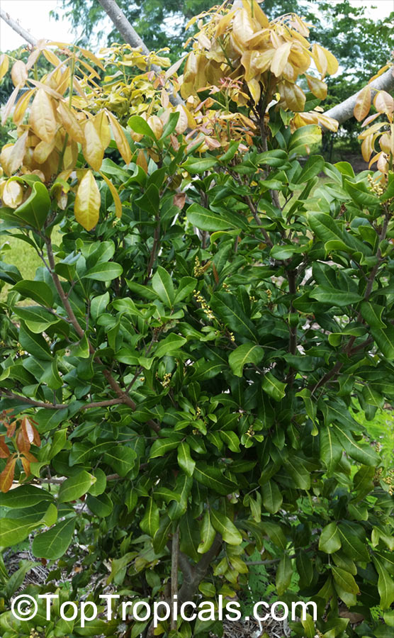 Coccoloba diversifolia, Pigeonplum, Doveplum, Pigeon Seagrape, Tietongue