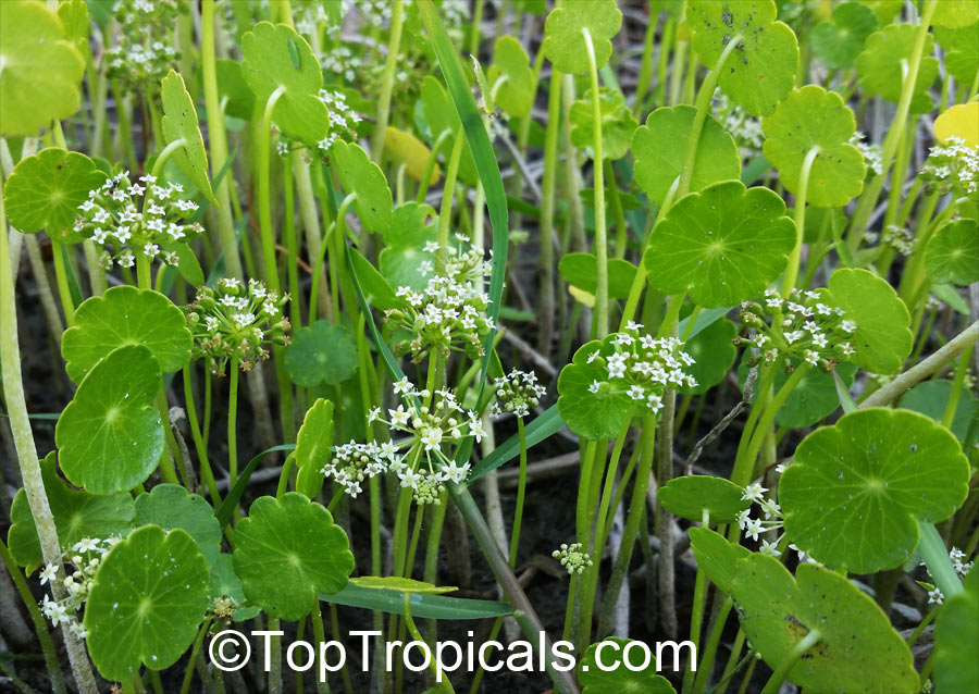 Hydrocotyle umbellata, Manyflower Marshpennywort, Dollarweed, Water Pennywort