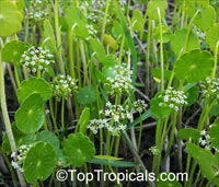 Hydrocotyle umbellata, Manyflower Marshpennywort, Dollarweed, Water Pennywort

Click to see full-size image