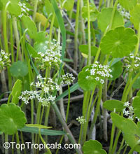 Hydrocotyle umbellata, Manyflower Marshpennywort, Dollarweed, Water Pennywort

Click to see full-size image