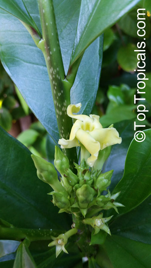 Thevetia ahouai, Ahouai nitida, Plumeriopsis ahouai, Broadleaf Thevetia, Yellow oleander, Dog's Tongue, Dog Balls, Grandfather's Balls
