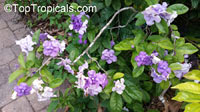 Brunfelsia australis, Brunfelsia bonodora, Brunfelsia latifolia, Yesterday-Today-and-Tomorrow