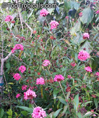 Rondeletia leucophylla, Arachnothryx leucophylla, Panama Rose, Bush Pentas

Click to see full-size image