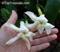 Tabernaemontana africana, Samoan Gardenia

Click to see full-size image