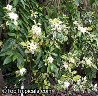 Gardenia sp. variegata, Variegated gardenia