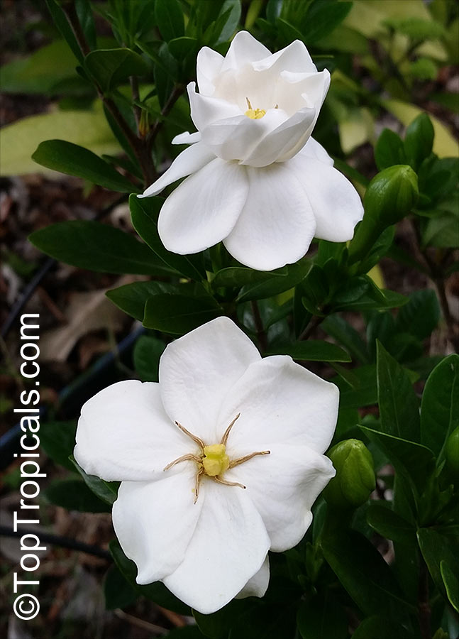 Gardenia x duruma, White Gem, Buttons Gardenia