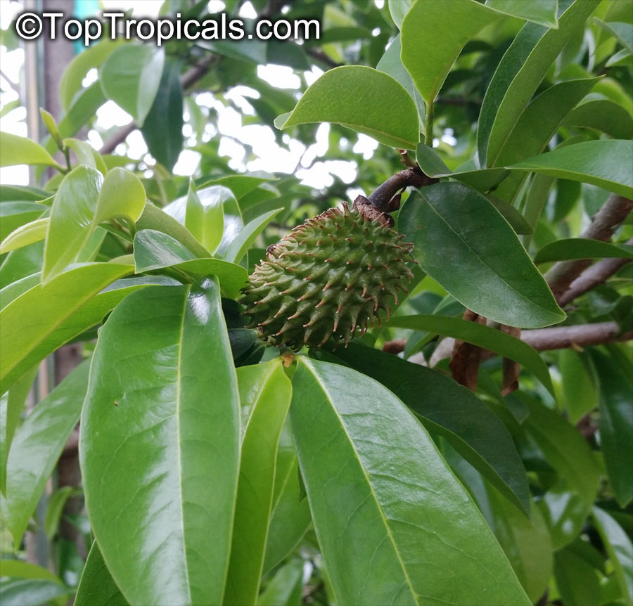 Annona muricata - Soursop, Guanabana, fruit on the branch