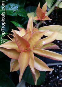 Pereskia aculeata Godseffiana, Lemon Vine, Tsunya, Perescia