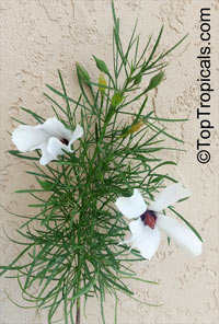 Alyogyne hakeifolia, Hibiscus hakeifolius, Cienfuegosia hakeifolia, Fugosia hakeifolia, Alyogyne lilacina, Red-centred Hibiscus, Desert Rose

Click to see full-size image