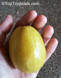 Psidium guajava, Tropical Guava, Guajava