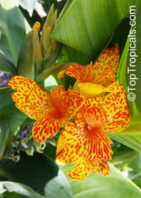 Canna indica, Canna x generalis, Canna Lily, Indian Shot

Click to see full-size image