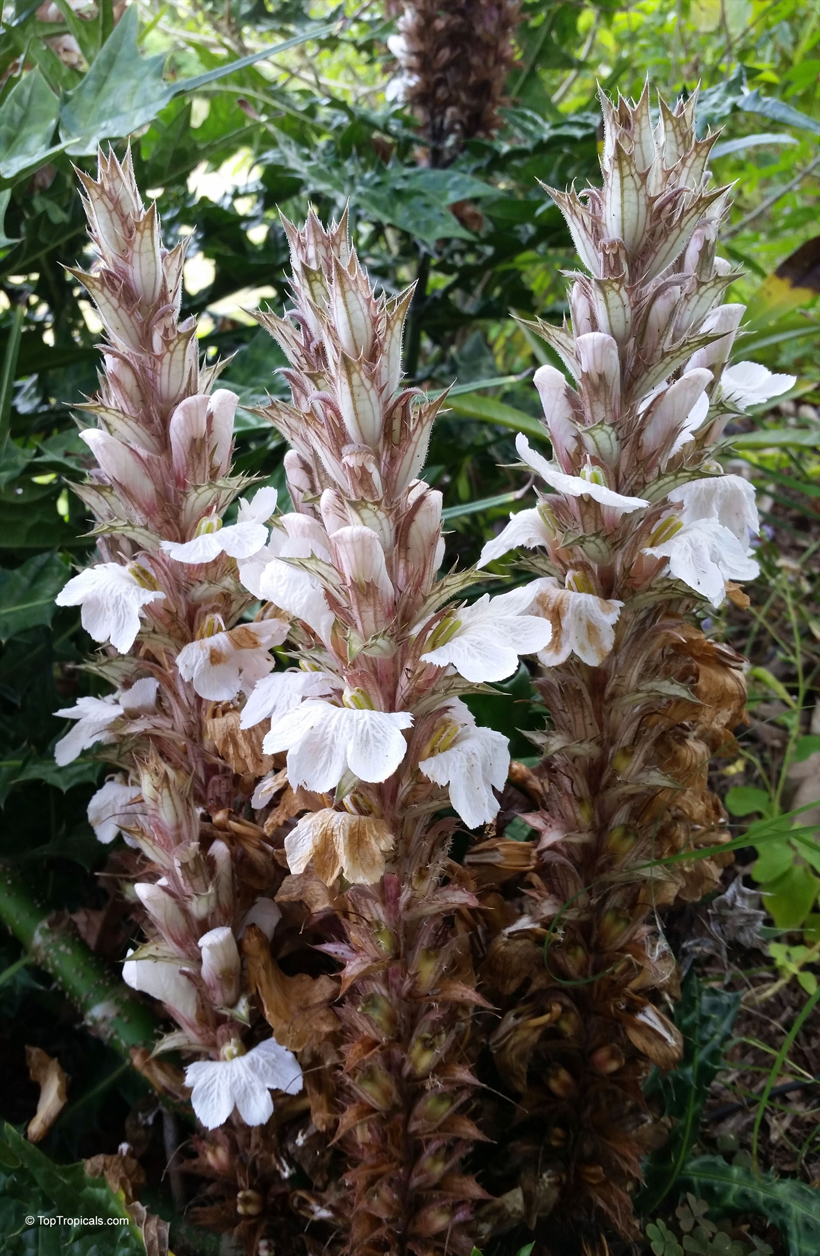 Acanthus montanus (Alligator Plant) with long vertical white flower spikes and green leaves near base Acanthus montanus (Alligator Plant) with white flower spikes in a close up vertical plant view