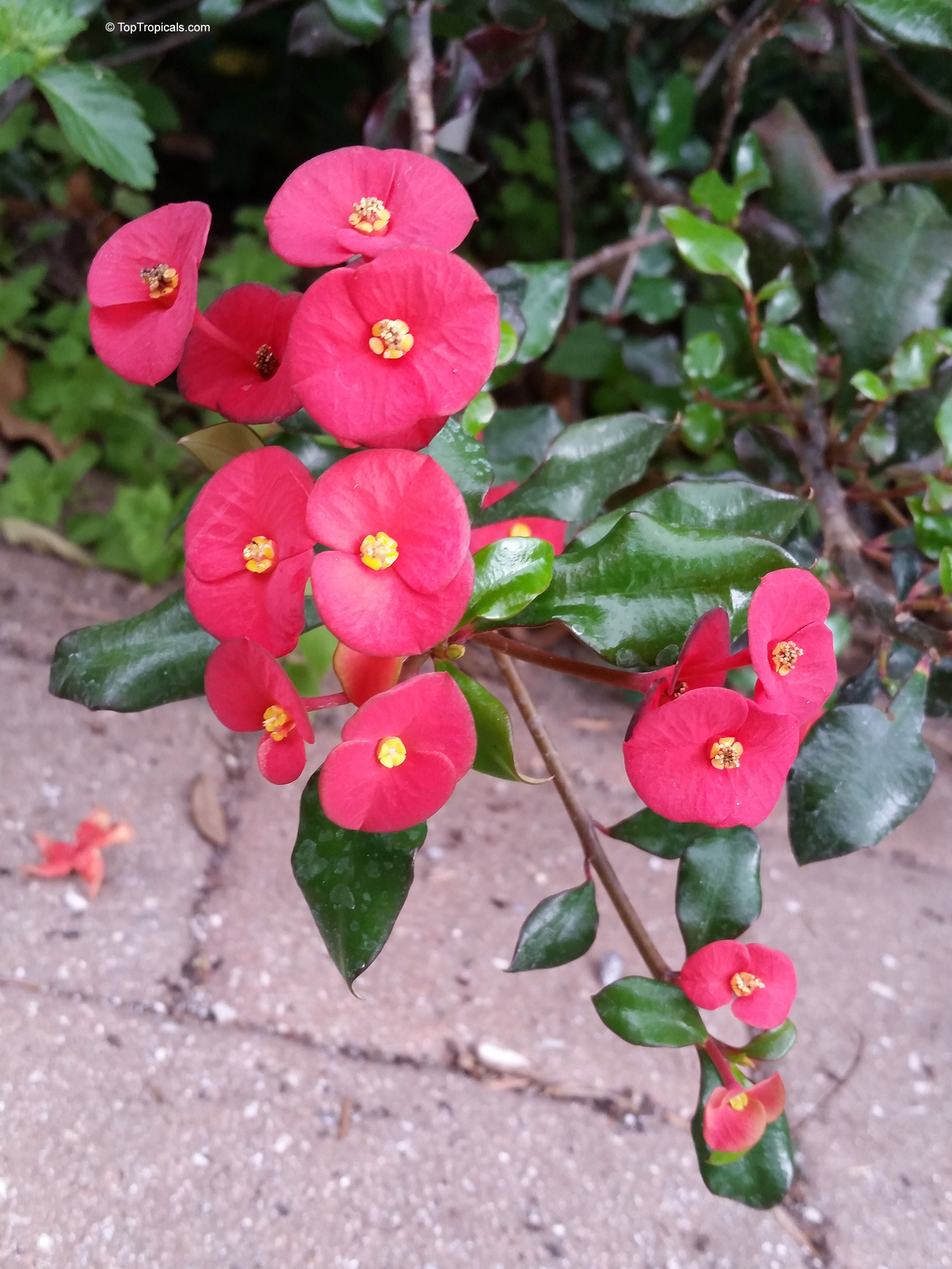 Euphorbia geroldii (Gerold's Spurge) has vibrant pink flower clusters and glossy dark green leaves. Euphorbia geroldii (Gerold's Spurge) with round pink flower clusters in a close up photo.
