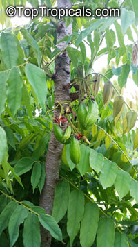 Averrhoa bilimbi, Bilimbi, Cucumber Tree, Tree Sorrel, Kamias, Belimbing Asam, Belimbing Buloh

Click to see full-size image