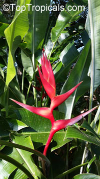 Heliconia sp., Heliconia, Lobster Claw

Click to see full-size image