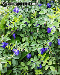 Clitoria ternatea, Butterfly Pea, Asian Pigeonwings

Click to see full-size image