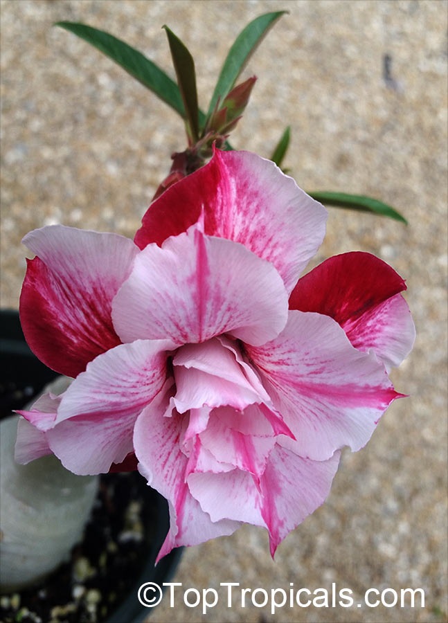 Adenium hybrid (double flower), Double Flower Desert Rose Hybrid. Adenium 'Sab Somboon'