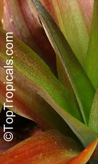Ananas sp., Pineapple, Pina. Ananas lucidus - Miniature Pineapple