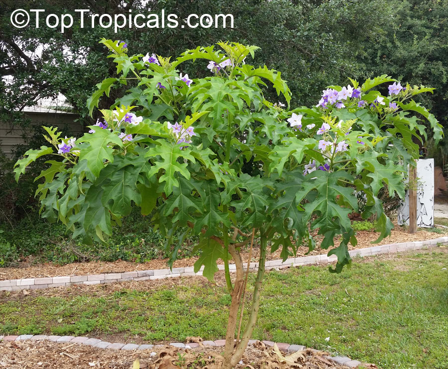 Giant Potato Tree