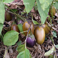 Solanum melongena, Tropical Eggplant, Asian Eggplant

Click to see full-size image