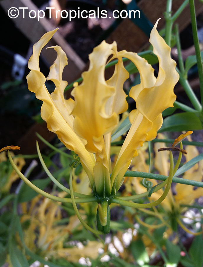 Gloriosa sp., Glory Lily, Climbing Lily, Flame Lily