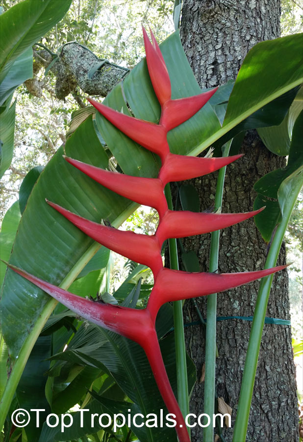 Heliconia Brazilian Bomber - Hot Rio Nites Lobster Claw
