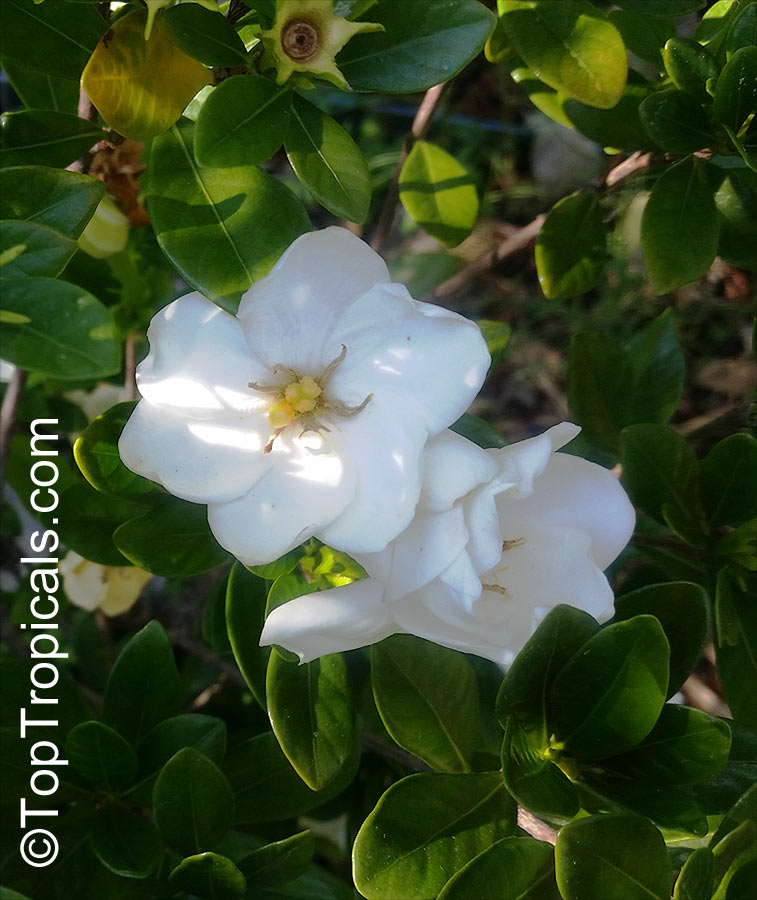 Gardenia x duruma, White Gem, Buttons Gardenia