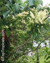 Combretum padoides, Thicket Bushwillow

Click to see full-size image