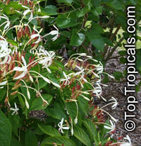 Clerodendrum minahassae, Fountain Clerodendrum, Clerodendron, Tube Flower