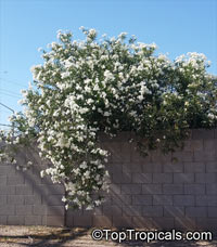 Nerium oleander, Oleander

Click to see full-size image