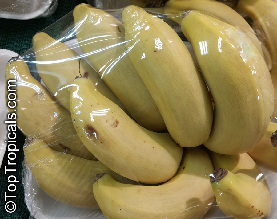 Musa sp., Banana, Bananier Nain, Canbur, Curro, Plantain. Latundan banana. Musa acuminata x M. balbisiana (AAB Group) 'Silk' (Manzano Banana)