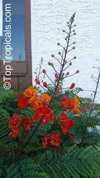 Caesalpinia pulcherrima Mexican Flame, Mexican Peacock flower

Click to see full-size image