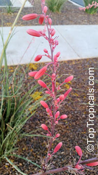 Hesperaloe parviflora, Red Yucca

Click to see full-size image