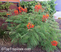 Caesalpinia pulcherrima Mexican Flame, Mexican Peacock flower

Click to see full-size image