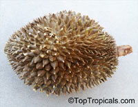 Durio sp., Durian, Durian Kuning, Durian Merah

Click to see full-size image