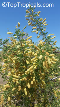 Senegalia greggii, Acacia greggii, Catclaw Acacia, Catclaw Mesquite, Gregg's Catclaw, Paradise Flower, Wait-a-minute Bush

Click to see full-size image