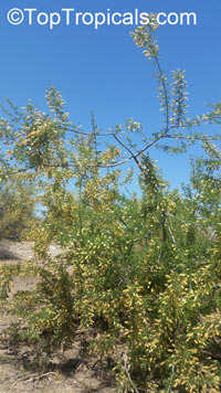 Senegalia greggii, Acacia greggii, Catclaw Acacia, Catclaw Mesquite, Gregg's Catclaw, Paradise Flower, Wait-a-minute Bush

Click to see full-size image