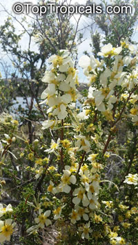 Purshia stansburyana, Cowania stansburiana, Cowania mexicana, Stansbury's Cliffrose

Click to see full-size image