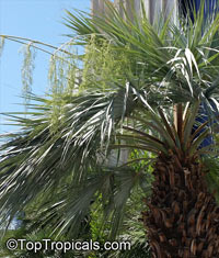Brahea armata, Erythea armata, Erythea glauca, Erythea roezlii, Blu Fan Palm, Blue Hesper Palm

Click to see full-size image