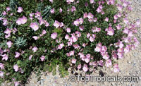 Oenothera speciosa, Pink Evening Primrose, Pinkladies

Click to see full-size image