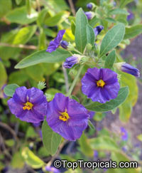 Solanum rantonnetii, Lycianthes rantonnetii , Blue Solanum Shrub, Paraguay Nightshade