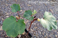 Abelmoschus esculentus, Hibiscus esculentus, Okra, Bamia, Gombo

Click to see full-size image