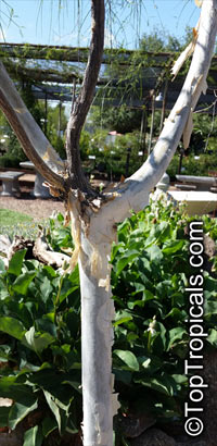 Mariosousa willardiana, Acacia willardiana, Palo Blanco, Willard Acacia, White Barked Acacia

Click to see full-size image