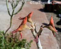 Euphorbia lomelii, Pedilanthus macrocarpus, Slipper Plant, Gallito