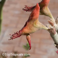 Euphorbia lomelii, Pedilanthus macrocarpus, Slipper Plant, Gallito