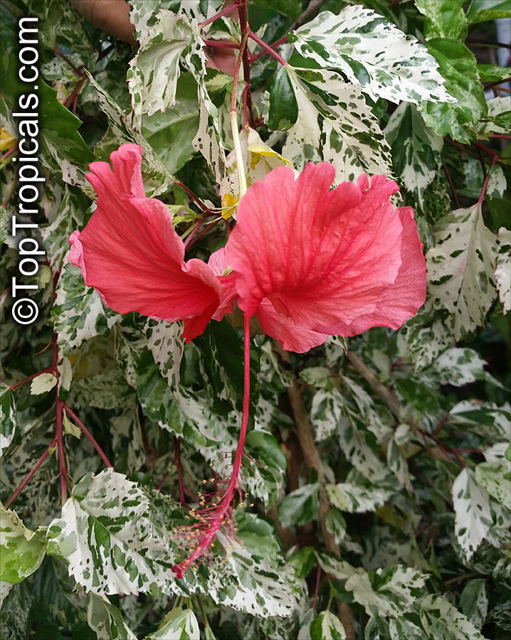 Hibiscus rosa-sinensis variegatus, Variegated Hibiscus, Hibiscus Cooperi. Hibiscus 'Hummels Fantasy'