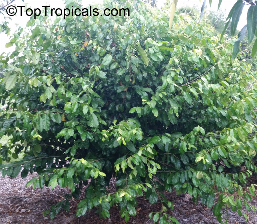 Napoleonaea imperialis - Napoleons Hat, bushy tree