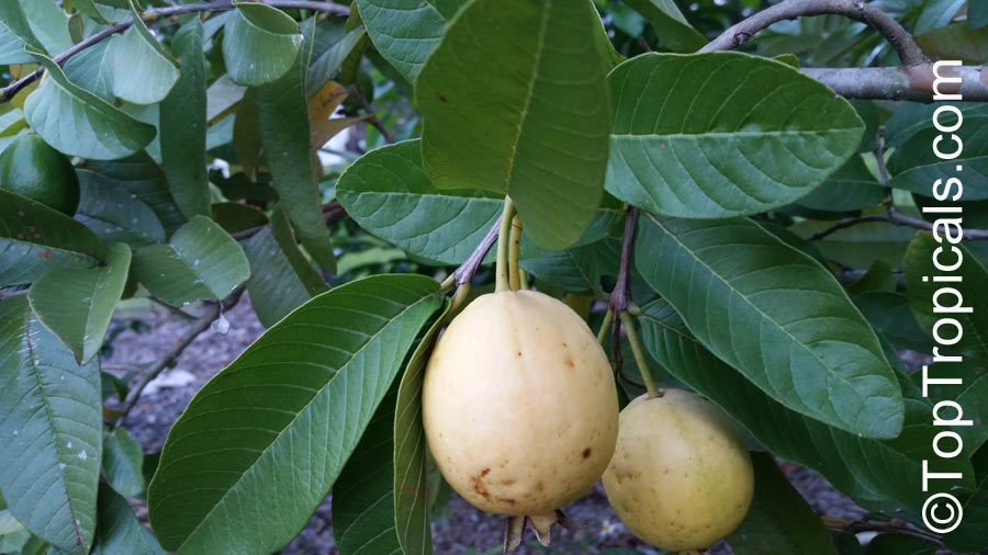 Guava fruit on a branch
